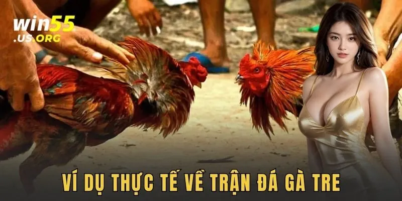 Ví dụ thực tế về trận đá gà tre